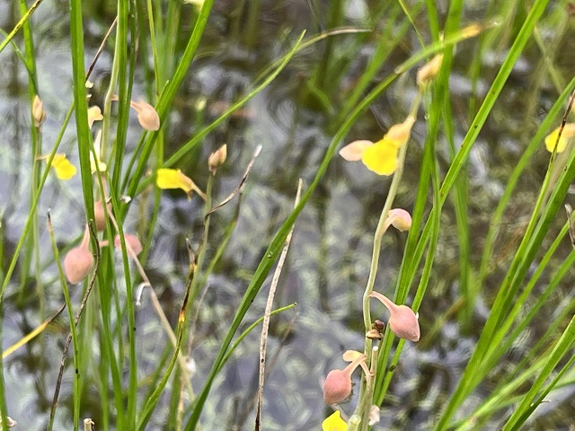 葦毛湿原の植物