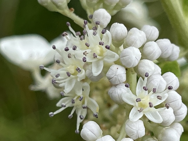 葦毛湿原白い花