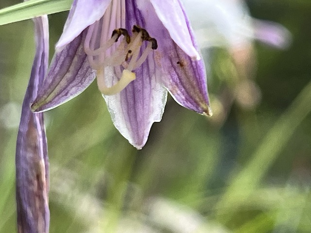 葦毛湿原紫の花