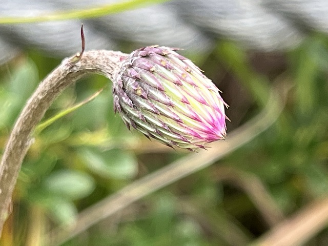 葦毛湿原の花の蕾