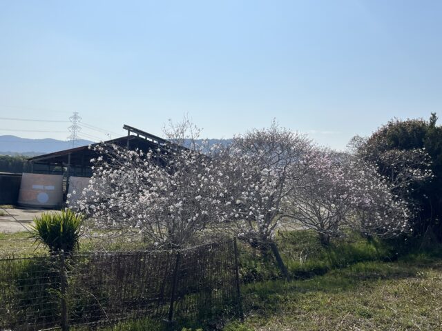 小屋とシデコブシの木