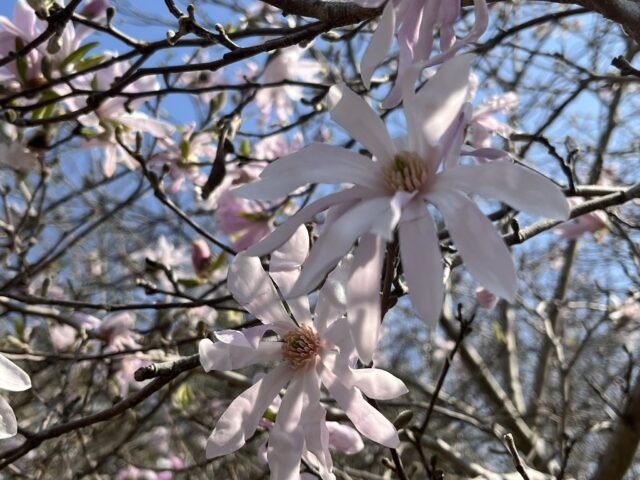 たくさんのシデコブシ