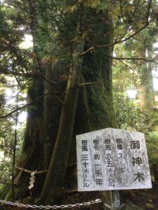 杉の大木と案内板