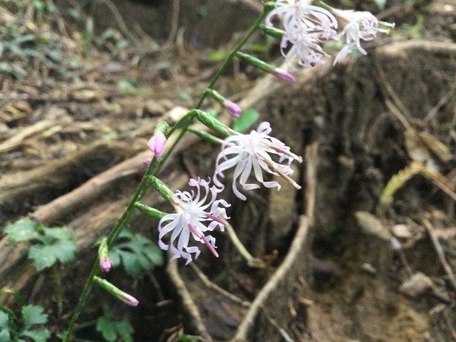 たくさん花をつけたエンシュウハグマ