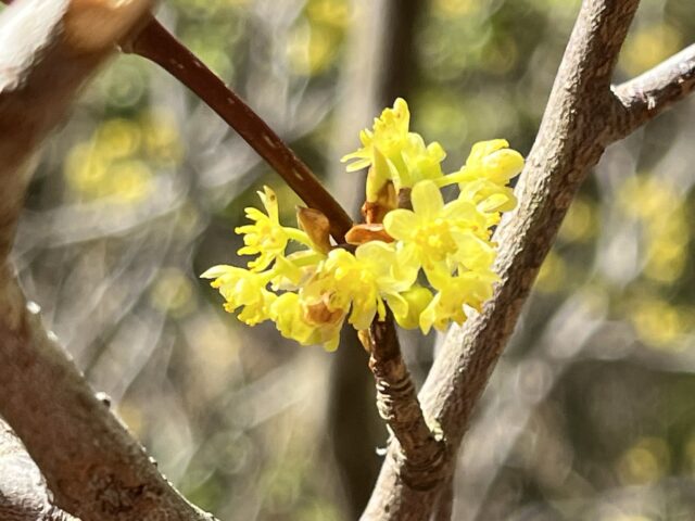 黄色い小さな花