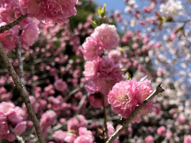 ピンクの八重桜のような花