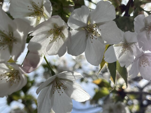 桜の花のアップ