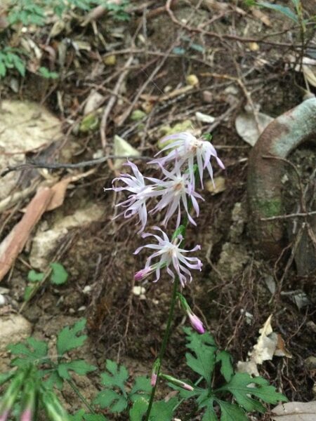 エンシュウハグマの花