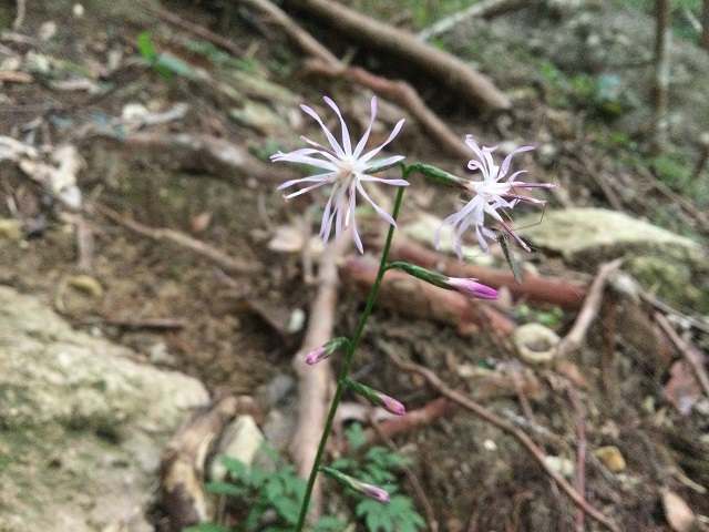 エンシュウハグマの花