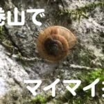 石巻山でマイマイ探し