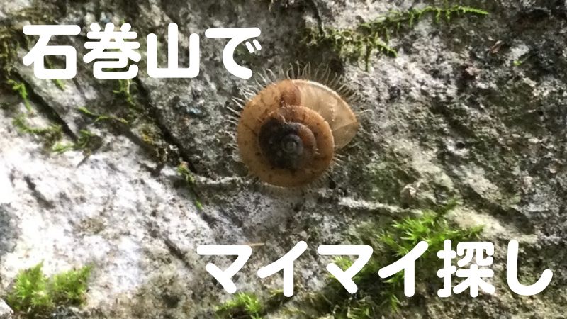 石巻山でマイマイ探し