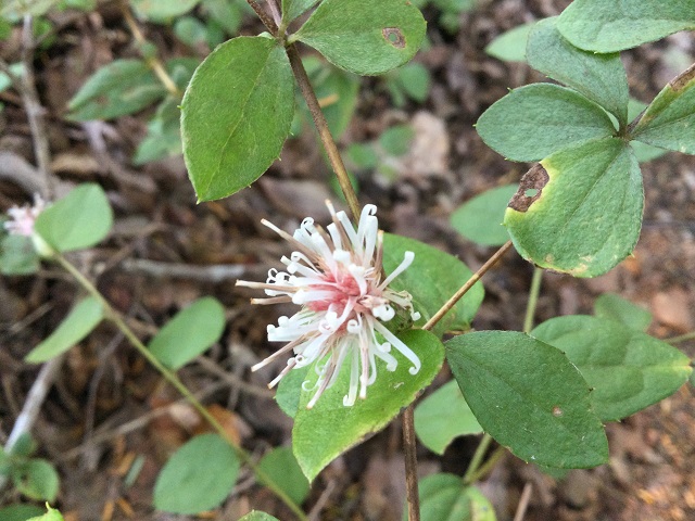 コウヤボウキの花