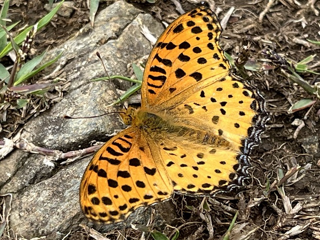 ヒョウ柄の蝶