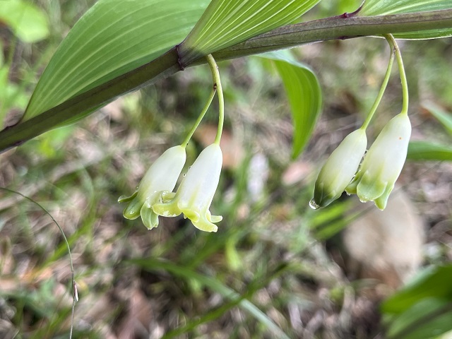 白い花