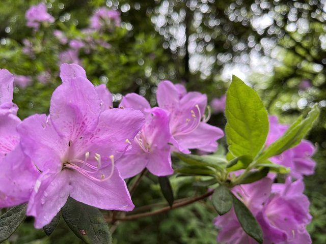 ピンクの花