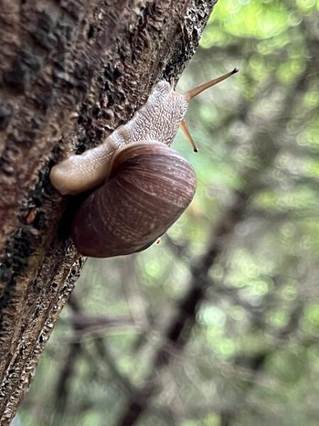 木を登るカタツムリ