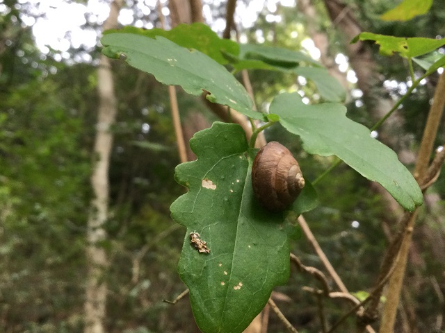 葉の上のカタツムリ