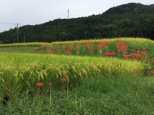 少なめのヒガンバナ