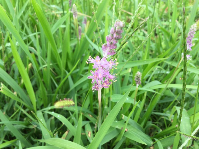 薄紫の花