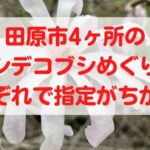 田原市4ヶ所のシデコブシめぐりそれぞれで指定がちがう？