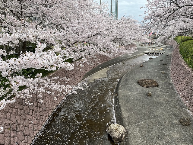 滝頭公園川沿いの桜