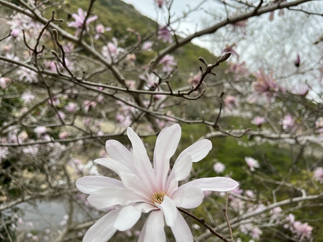 滝頭公園のシデコブシ