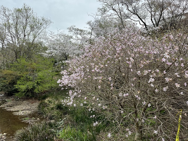 池にあるシデコブシの木