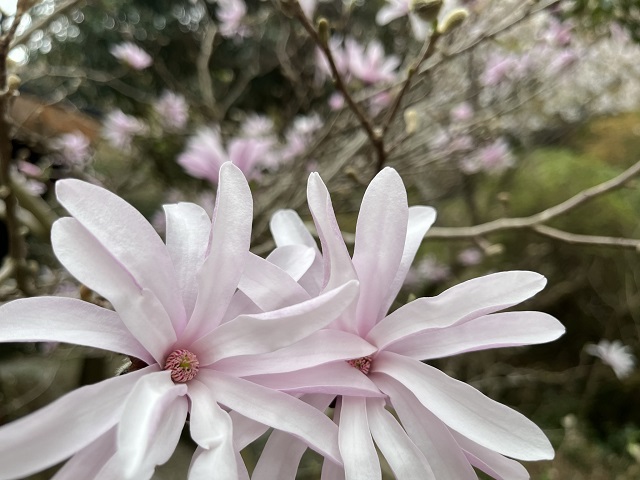 シデコブシの花