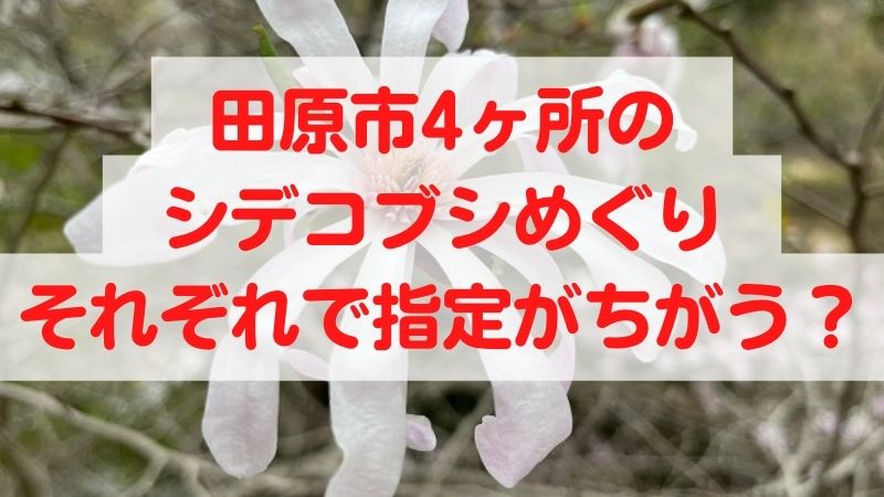 田原市4ヶ所のシデコブシめぐりそれぞれで指定がちがう？