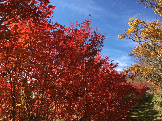 青空と紅葉