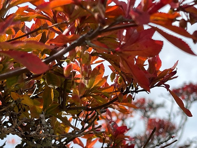 茶臼山の紅葉