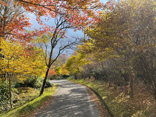 色づく木の源流への道