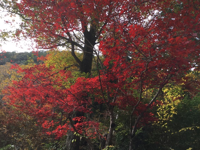 緑と紅葉した木