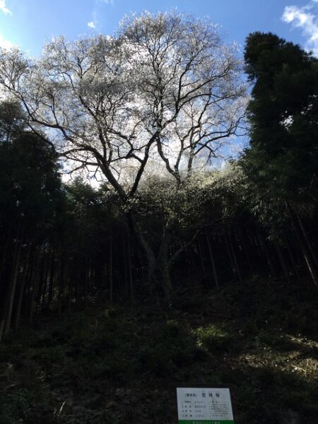 大きな桜の木と看板