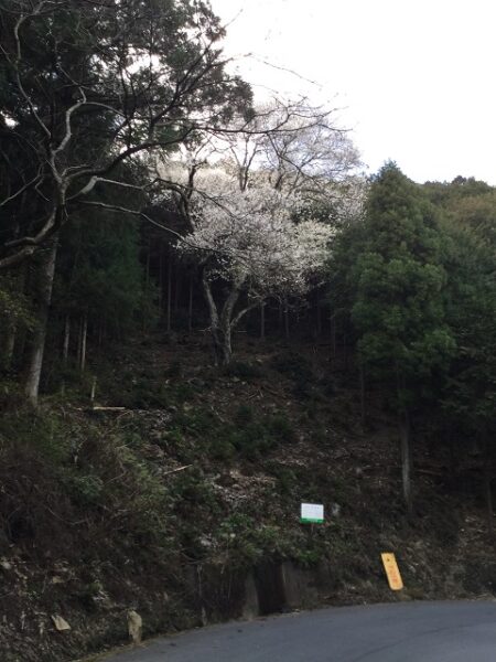 山の斜面にある一本の桜の木