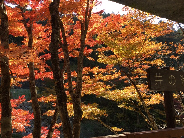 東屋から見える紅葉