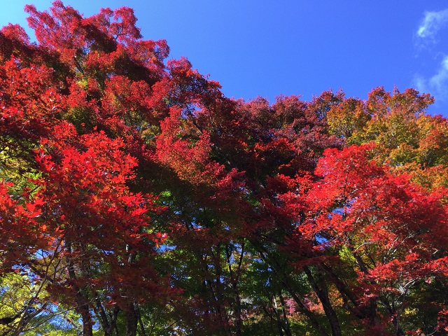 真っ青な空と紅葉した木