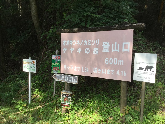 オオキツネノカミソリケヤキの森登山口