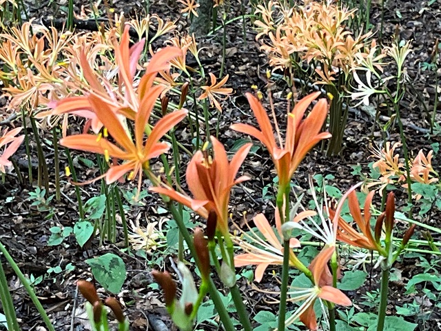 並ぶオオキツネノカミソリの花