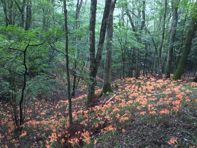 大栗山のオオキツネノカミソリ