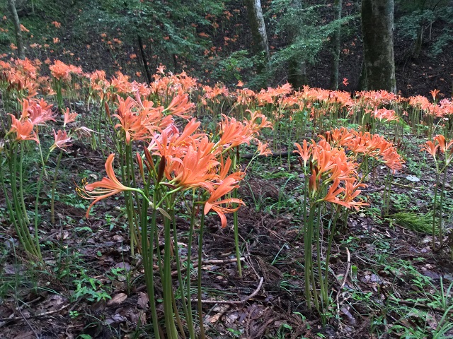 大栗山のオオキツネノカミソリ