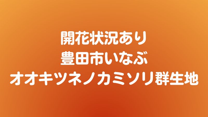 開花状況あり豊田市いなぶオオキツネノカミソリ群生地