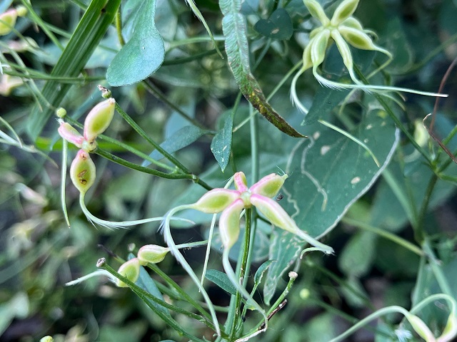 紐のような植物