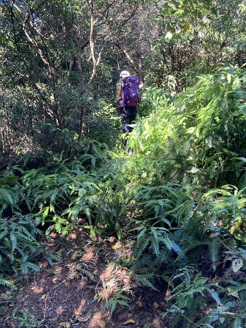 登山道藪の女性ハイカー