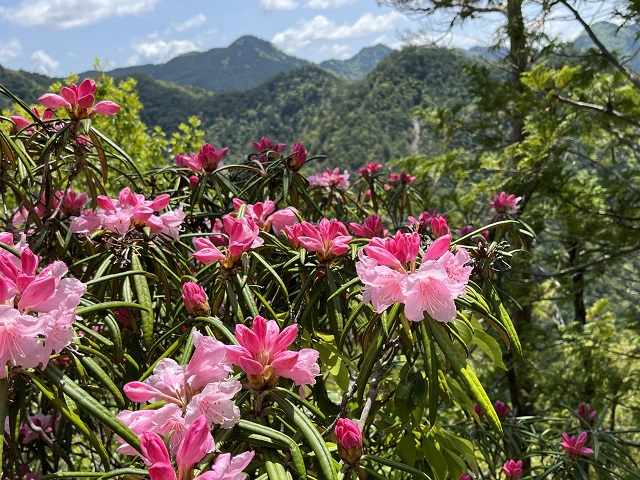 シャクナゲ越しから見える山