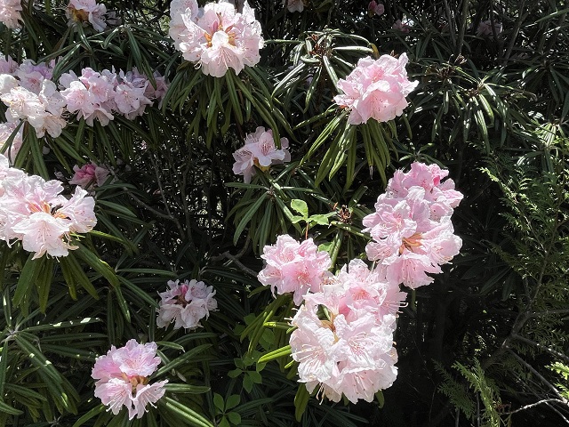 薄ピンクのシャクナゲの花