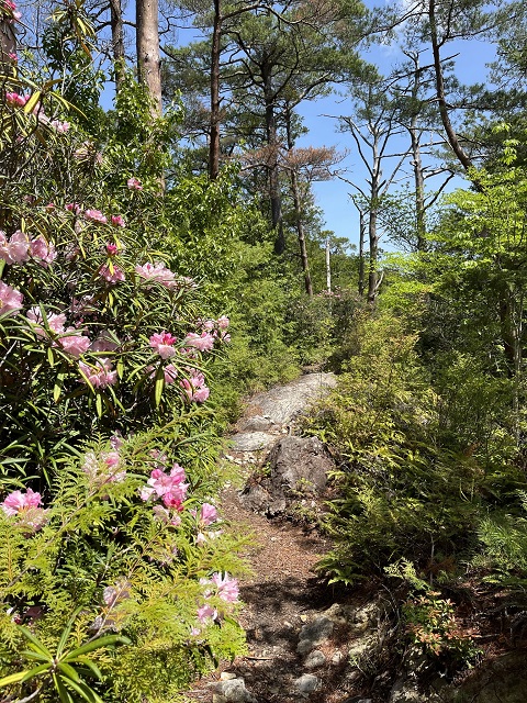 シャクナゲが咲く登山道