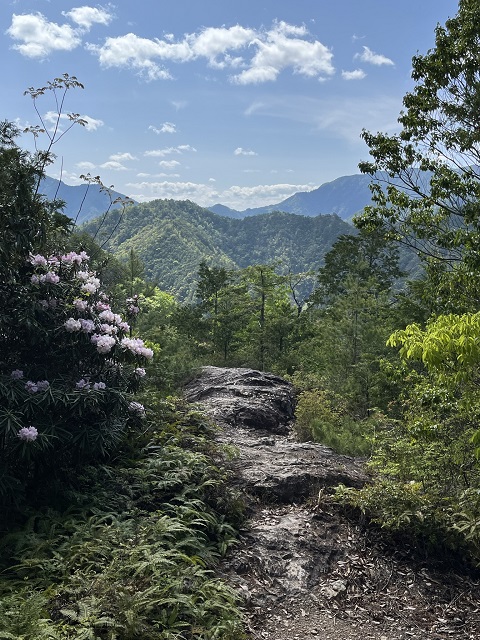 シャクナゲと尾根越しの山の景色