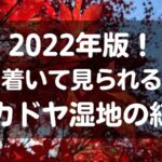 2022年版！落ち着いてみられる穴場　タカドヤ湿地の紅葉