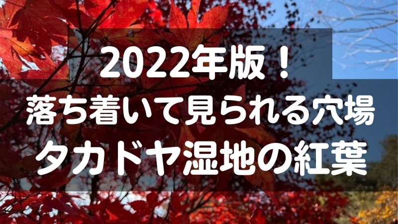 2022年版！落ち着いてみられる穴場　タカドヤ湿地の紅葉